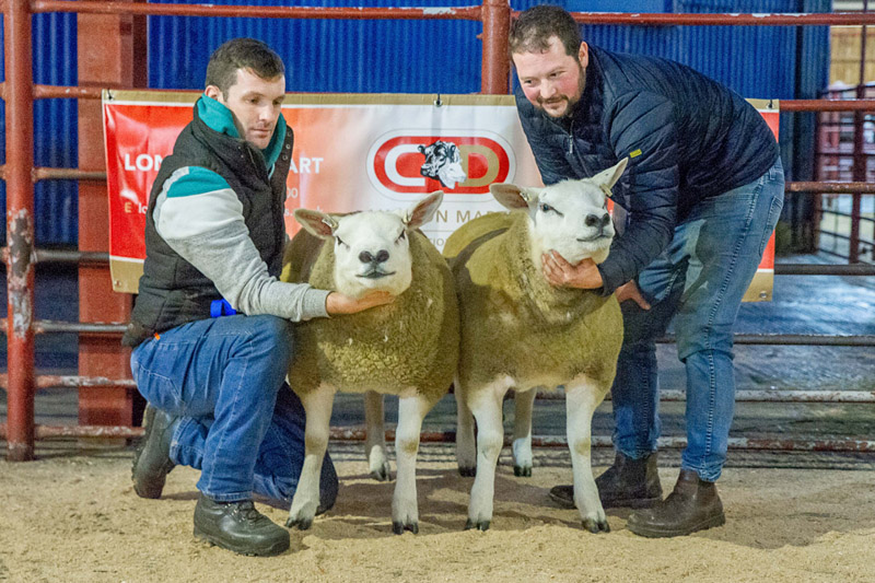 First and Second Prize Texel Ewe Hoggs